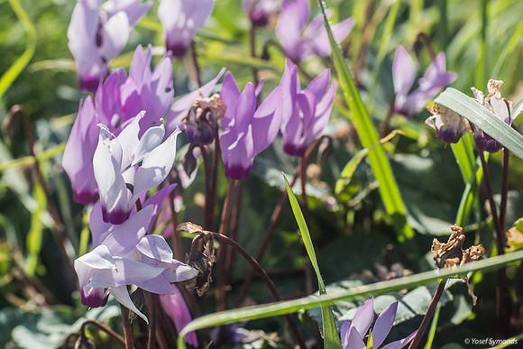 Cyclamen Flowers 230228-5