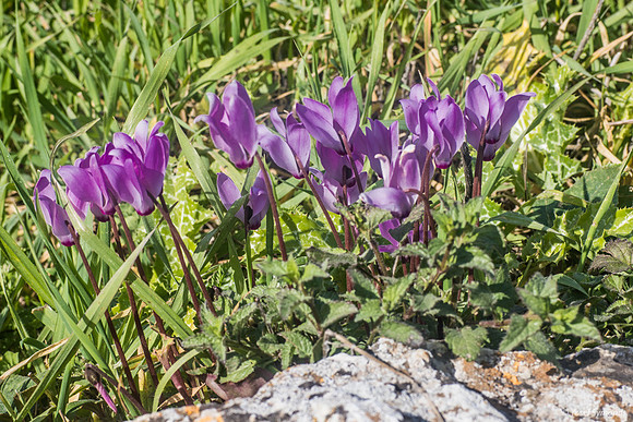 Cyclamen Flowers 230228-6