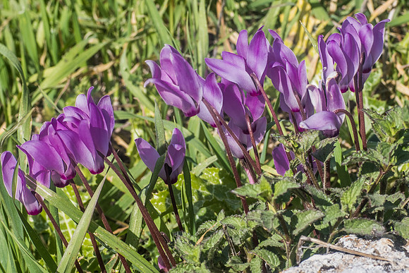 Cyclamen Flowers 230228-7