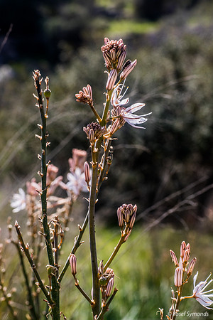 Asphodel Perennial Plant 230228-2