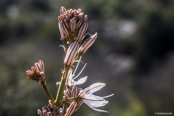 Crawling Down to Attack Asphodel Plant 230228-1