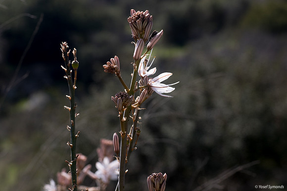 Asphodel Perennial Plant 230228-1