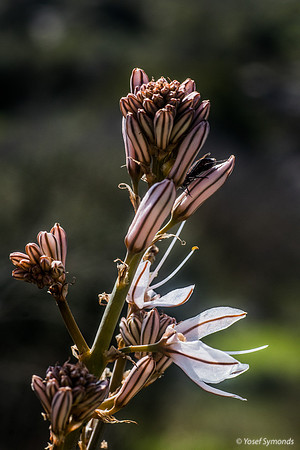 Crawling Down to Attack Asphodel Plant 230228-2