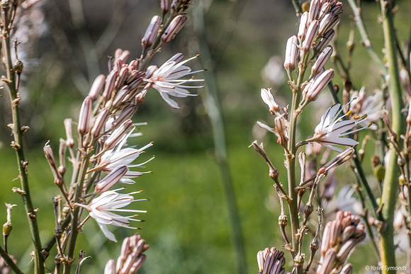Asphodel Perennial Plants 230328-6