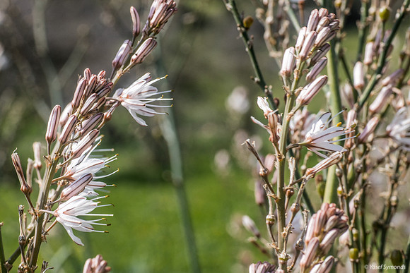 Asphodel Perennial Plants 230328-7
