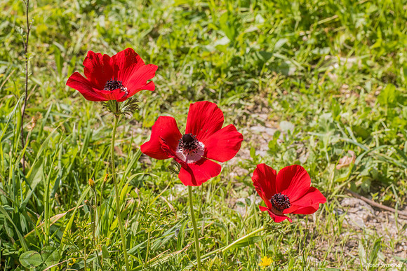 Lining Up Poppies 230228-5
