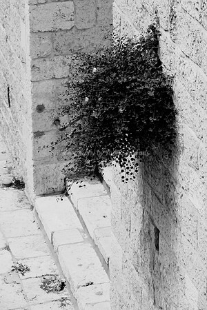 Temple Mount 140605 June 2014