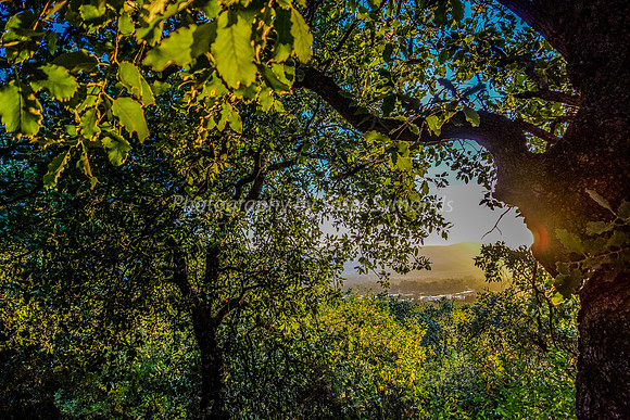 Through the Enchanted Foliage 5