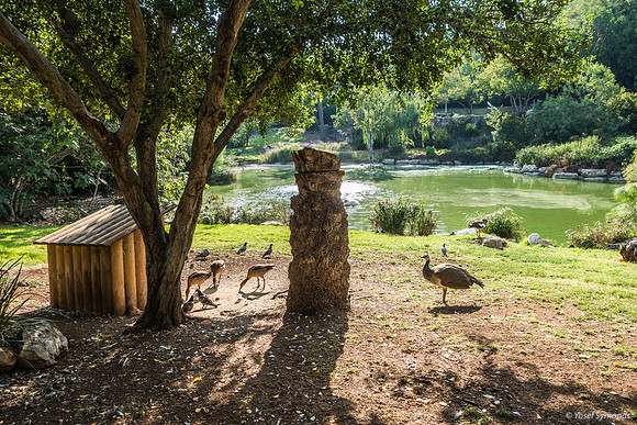 Peacock 220918-4