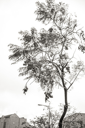 Trees in Wind 3