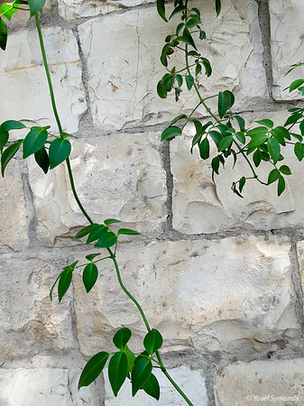 Vine Over Fence 190910-2