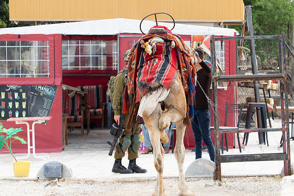 Helping Friend Loading the Camel 230322-1