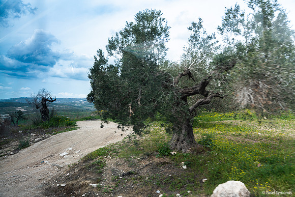 Tel Sebastia to Train Station Masudiya (Sebastia) 230322-3
