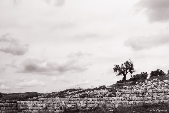 Tel Sebastia to Train Station Masudiya (Sebastia) 230322-7