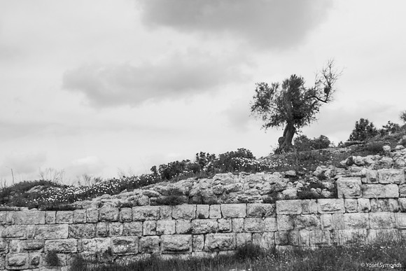 Tel Sebastia to Train Station Masudiya (Sebastia) 230322-9