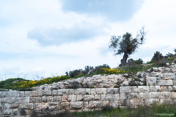 Tel Sebastia to Train Station Masudiya (Sebastia) 230322-8
