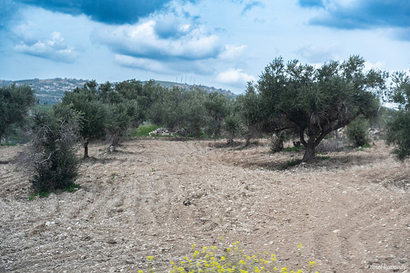 Tel Sebastia to Train Station Masudiya (Sebastia) 230322-14
