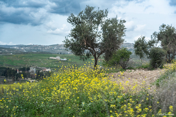 Tel Sebastia to Train Station Masudiya (Sebastia) 230322-15