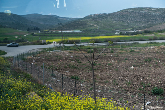 Tel Sebastia to Train Station Masudiya (Sebastia) 230322-16