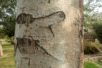 Tree Trunks
