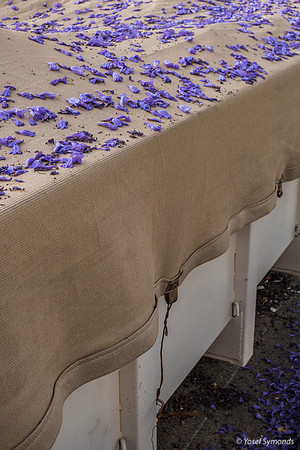 Jacaranda Tree Sprinkles Leaves on Industrial Waste Bier As Last