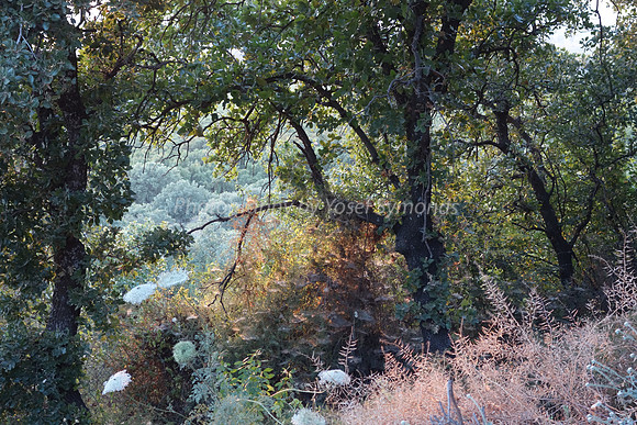 Magic of the Upper Hula 2