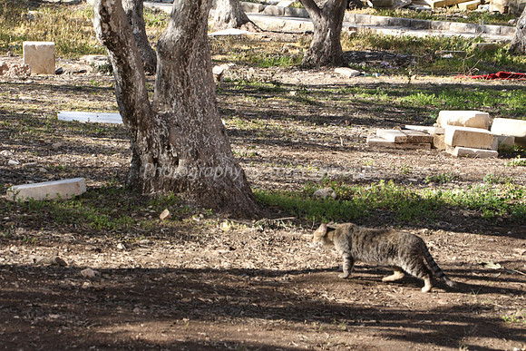 Modern Day Version of Fox on Temple Mount Ruins