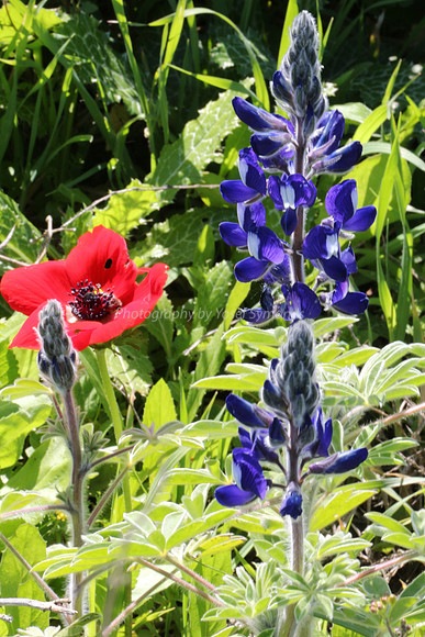 Lupin and Anemone