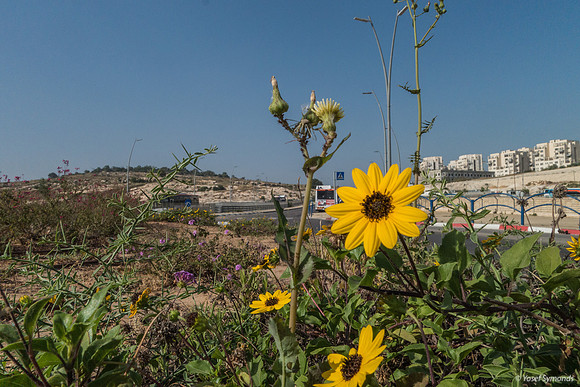 Yellow Daisies on Roundabout 230525-3