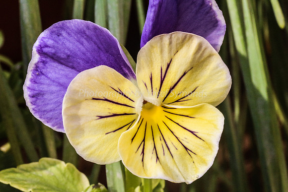 Pansy 170416-5
