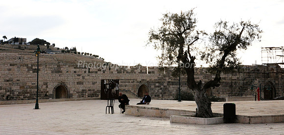 Olive Tree in Southern Area
