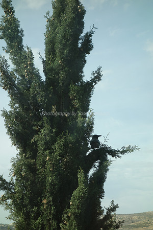 Crow on Branch