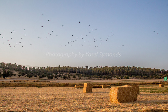 Haystacks in Field 170721-35