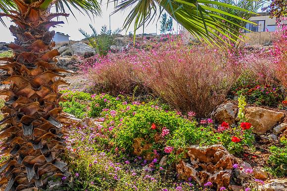 Public Garden Givat Asaf 131204-1