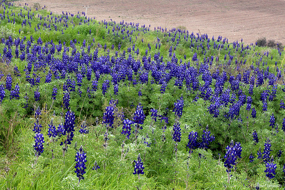 Lupin Field Lupin Hill 130224-7