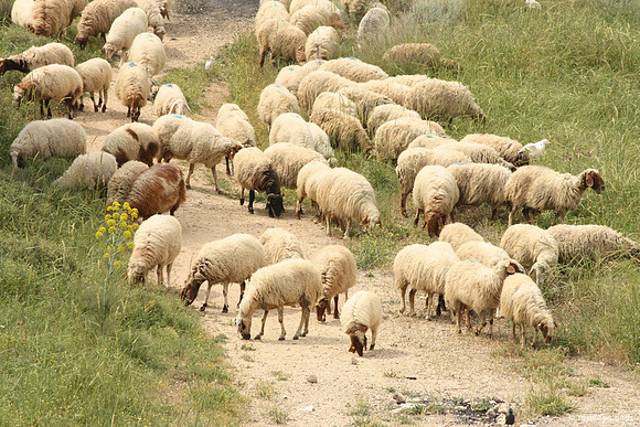 SheepFlockRBS_7651