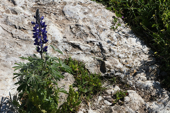 Lupin, Wreath and Rock