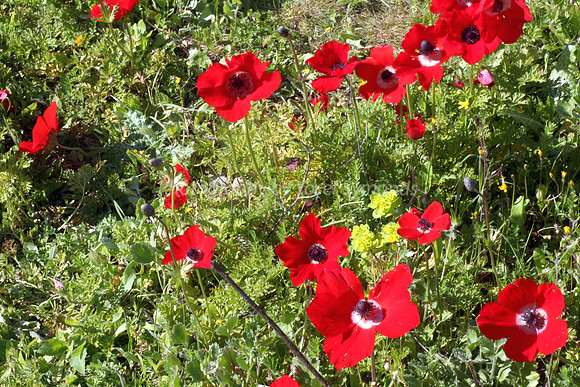 Anemones 6
