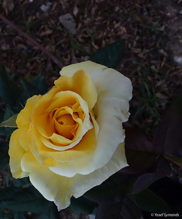 A Yellow Rose has its Own Beauty