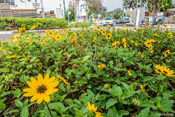 Yellow Daisies on Roundabout 230529-4