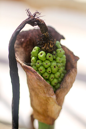 170414-CactusGarden-9999_34-2