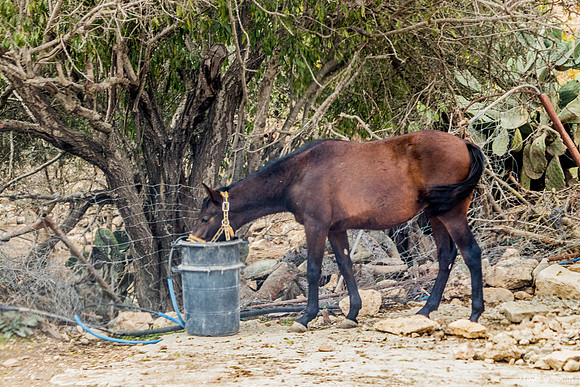 Horse from Village Nearby 221107-1