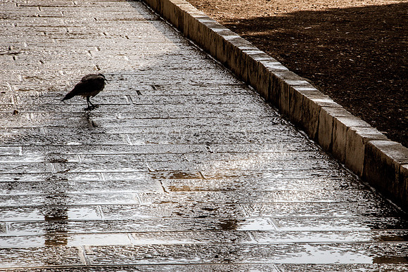 Bird on Path
