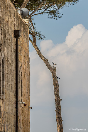 Bird Watches Tomb of Nebi Samuel 221107-1