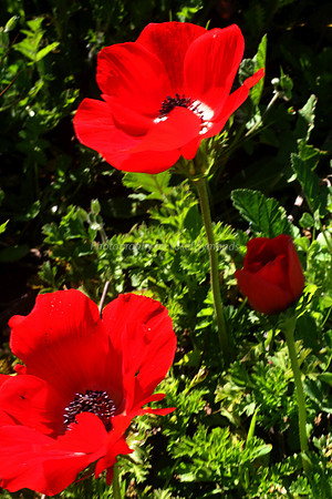 Anemones 5