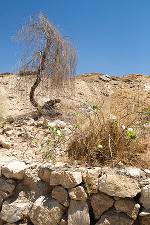 Tree on Sloopes of Grofit 2