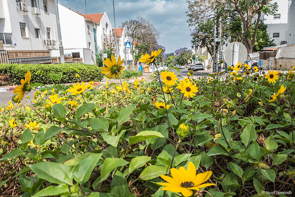 Yellow Daisies on Roundabout 230529-5