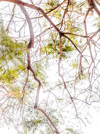 Colder Season Jacaranda Tree Abstract 191107-1