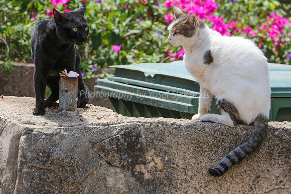 Cats on Wall