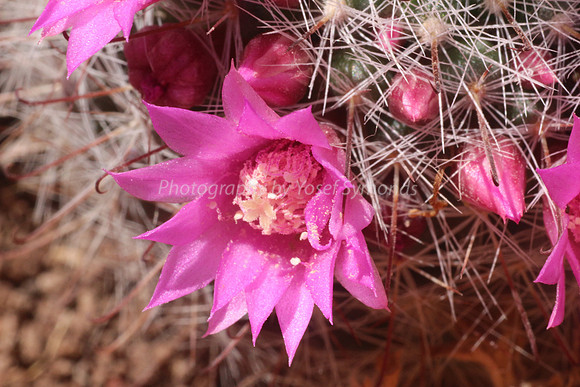 170414-CactusGarden-9999_10